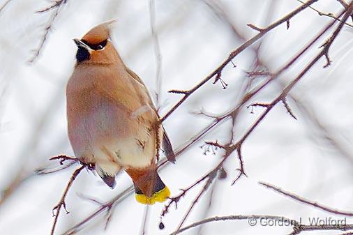 Waxwing On A Branch_05275.jpg - Bohemian Waxwing (Bombycilla garrulus) photographed at Ottawa, Ontario, Canada.